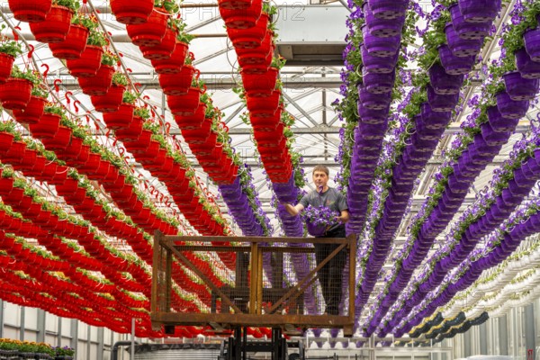 Horticultural business, flower pots, so-called petunia ampel, grow in a greenhouse, under the glass