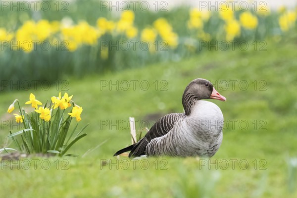 Greylag goose (Anser anser) resting on green grass in front of a field of yellow daffodils, Hesse,