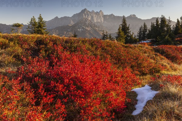 Autumn colouring of blueberry (Vaccinium) in front of mountains, evening light, Dachstein