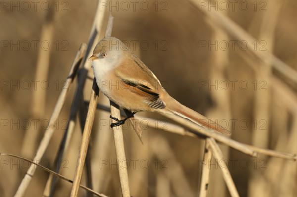 Bearded Tit (Panurus biarmicus), female on reeds, Klingnauer Stausee, Canton Aargau, Switzerland,