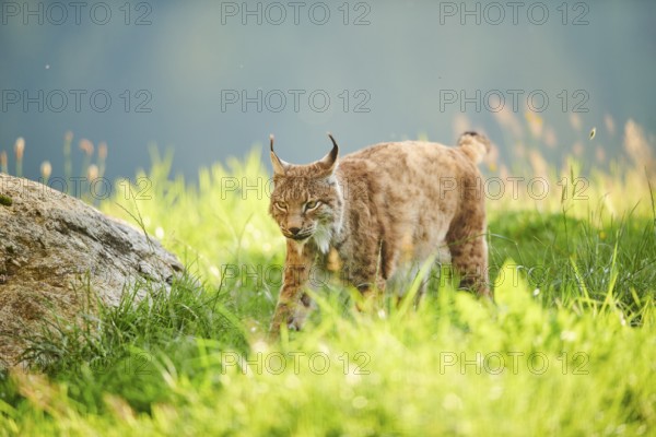 Eurasian lynx (Lynx lynx) walking through the grass, Wildpark Aurach, Kitzbühl, Tirol, Austria,