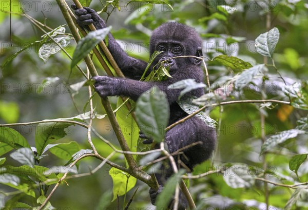 Western lowland gorilla (Gorilla gorilla gorilla) near the Baï-Hokou forest clearing, juvenile,