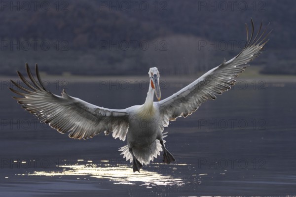 Dalmatian Pelican (Pelecanus crispus), flying against the light, on landing, magnificent plumage,
