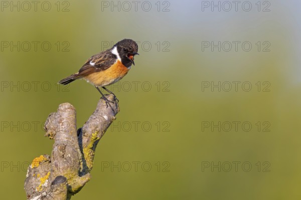 Stonechat, (Saxicola torquata), foraging, male, Bad D¸rkheim district, Eich, Rhineland-Palatinate,