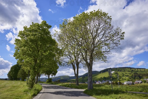 Avenue of sycamore maple (Acer pseudoplatanus) under a blue sky with cumulus clouds in Bernau im