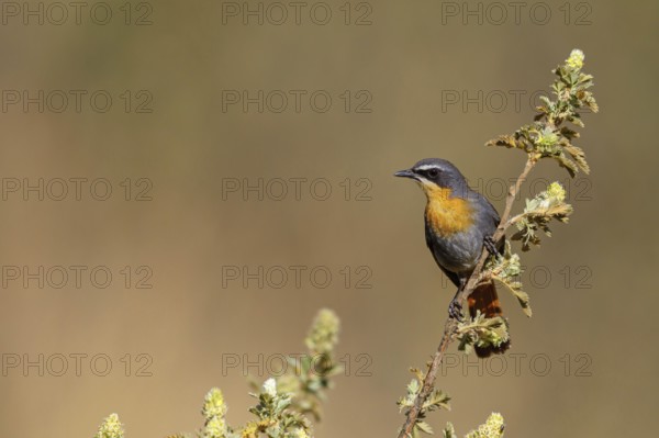Cossypha caffra, family of flycatchers, Underberg surroundings, Underberg, KwaZulu-Natal, South