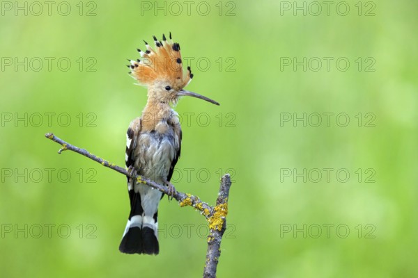 Hoopoe, (Upupa epops), on perch, hoopoe family, formerly raptors, Hides de El Taray / Lesser Kestr,