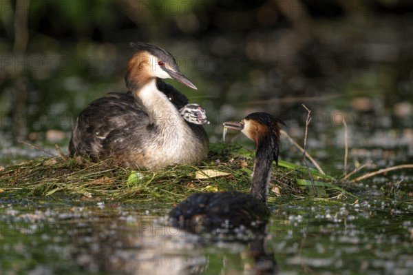 Great Crested Grebe (Podiceps cristatus), pair and young birds at the nest, one adult bird feeding