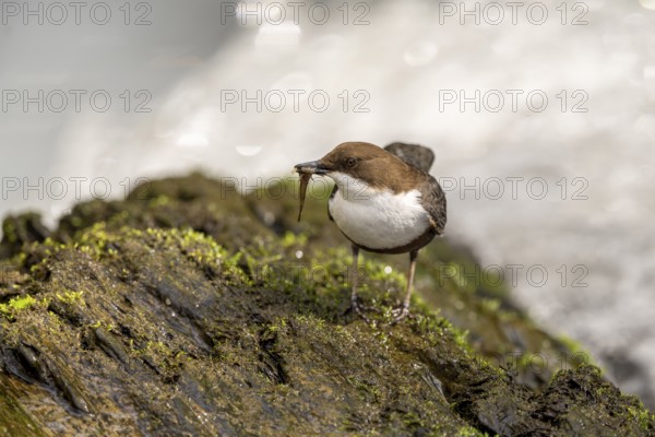 White-throated Dipper (Cinclus cinclus), at a torrent with prey in its beak, Rhineland-Palatinate,