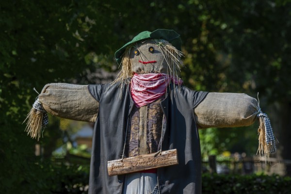 Humanoid scarecrow, bird scarer dressed in old clothes and placed in vegetable garden to deter,