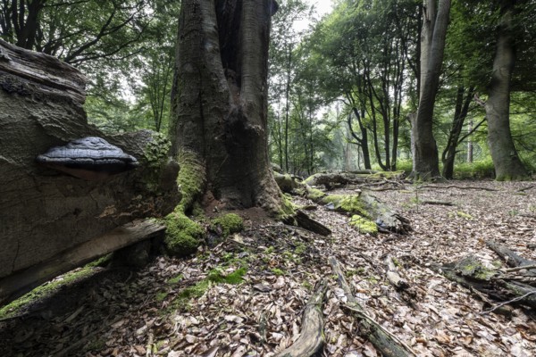 Deadwood with tinder fungus (Fomes fomentarius) in beech forest (Fagus sylvatica), Emsland, Lower