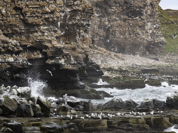 Black-legged kittiwake (Rissa tridactyla), breeding colony, on coastal cliffs of Arctic Ocean, May,