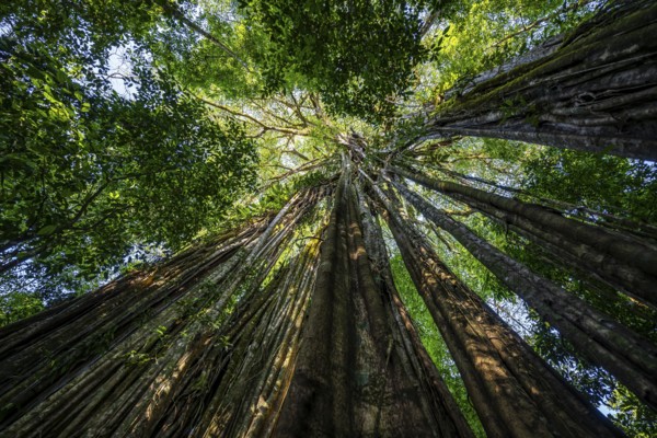 Hanging roots of a giant strangler fig (Ficus americana), looking upwards, in the rainforest,