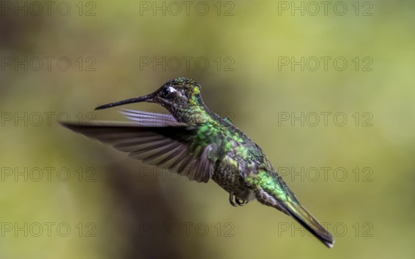 Violet-crowned Brilliant Hummingbird (Eugenes fulgens syn. Eugenes spectabilis) in flight, Los