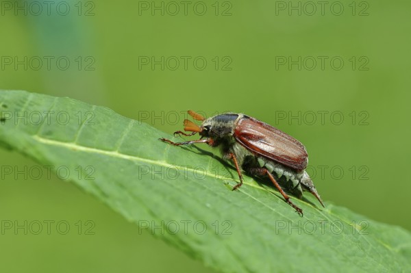 Northern cockchafer (Melolontha hippocastani), male, on a leaf of a horse chestnut (Aesculus