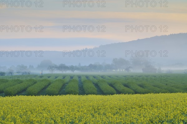 Foggy morning landscape with currant fields and a rape field, trees and hills in the background,