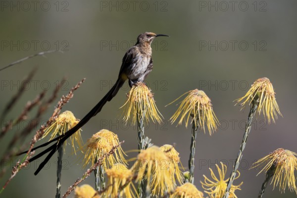 Cape Honeybird (Promerops cafer), adult, male, on flower, Protea, vigilant, Kirstenbosch Botanical