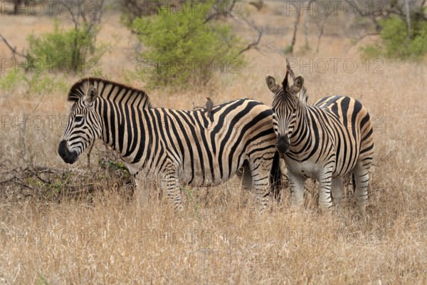 Burchell's zebra (Equus quagga burchelli), Burchell's zebra, adult, two animals, foraging, Kruger