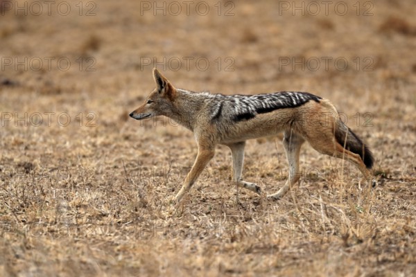 Black-backed jackal (Lupulella mesomelas), adult, alert, stalking, foraging, Kruger National Park,