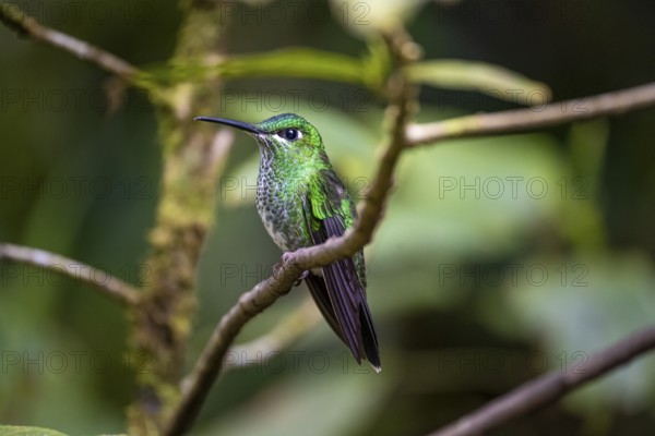 Green-fronted Brilliant Hummingbird (Heliodoxa jacula) sitting on a branch, Monteverde Cloud