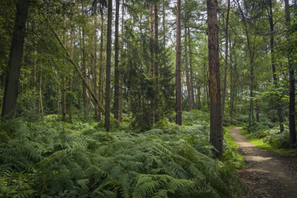 Wendelmannweg, forest path, walk cycle tour, cycle path, forest, nature, forest, nobody, Bad