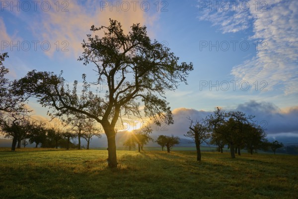 Sunrise in a wide landscape with orchard meadow, apple tree, and clouds in the sky, autumn,