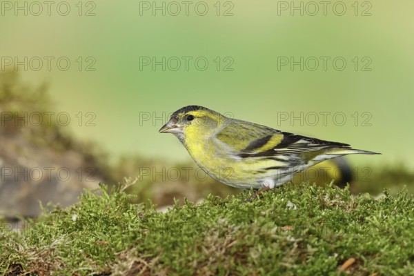 Eurasian siskin (Carduelis spinus), male sitting on moss, mossy ground, Wilnsdorf, North