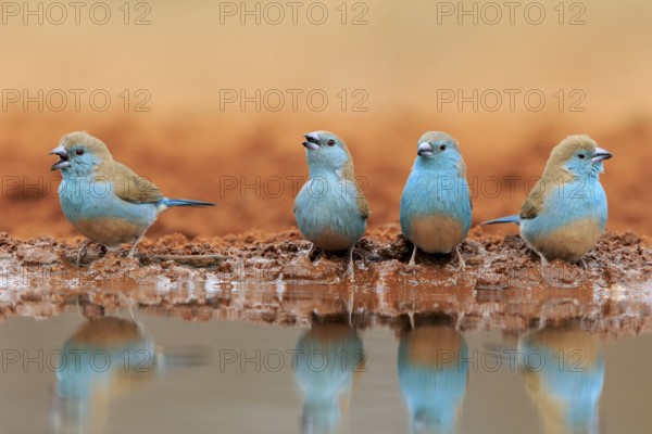 Blue-winged Oriole (Uraeginthus angolensis), Angola Butterfly Finch, adult, at the water, group,