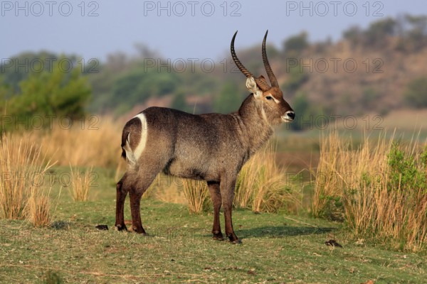 Ellipsen waterbuck (Kobus ellipsiprymnus), adult, male, foraging, vigilant, Kruger National Park,