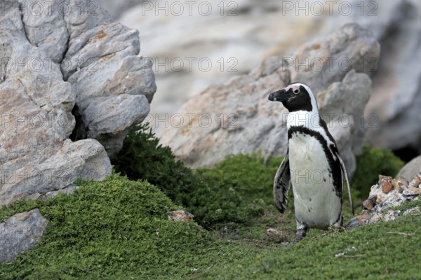 African penguin (Spheniscus demersus), adult, on land, Betty's Bay, Stony Point Nature Reserve,