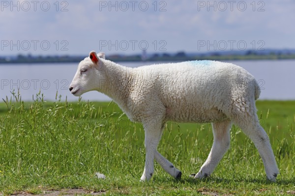 Domestic sheep (Ovis gmelini aries), lamb running on dyke at the river Elbe, animal child, Wedeler