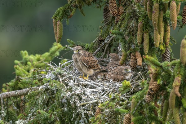 Common kestrel (Falco tinnunculus), young birds not yet ready to fly in the nest,