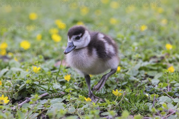 Chicks of the Nile Goose (Alopochen aegyptiaca) freshly hatched, park in spring with spring flowers