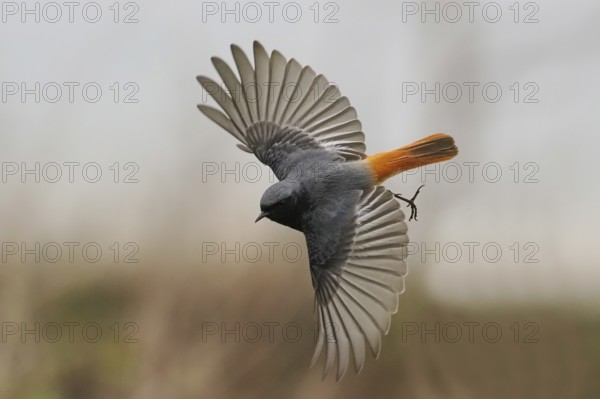A black redstart (Phoenicurus ochruros) in a dynamic flight with outstretched wings, Hesse,