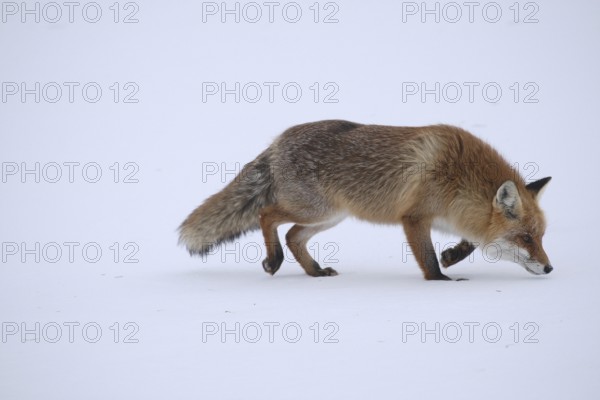 Red fox (Vulpes vulpes) looking for mice in a snow-covered meadow, Allgäu, Bavaria, Germany,