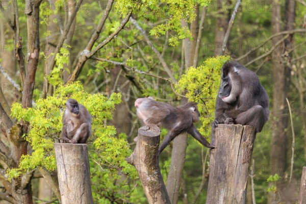 Three Drills (Mandrillus leucophaeus), a male and two females, sit high up on the three stumps of a