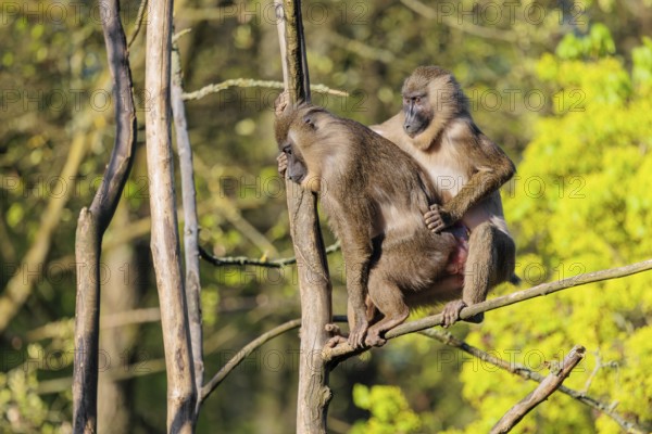 Two Drills (Mandrillus leucophaeus) mating high up in a tree. A green forest can be seen in the