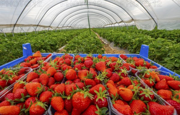 Harvest of strawberries, strawberry cultivation in the open, under a foil tunnel, young strawberry