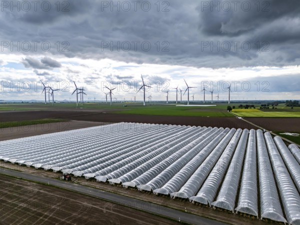 Agriculture, large areas with foil tunnel, for the cultivation of strawberries, freshly cultivated