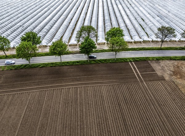 Agriculture, large areas with foil tunnel, for the cultivation of strawberries, freshly cultivated