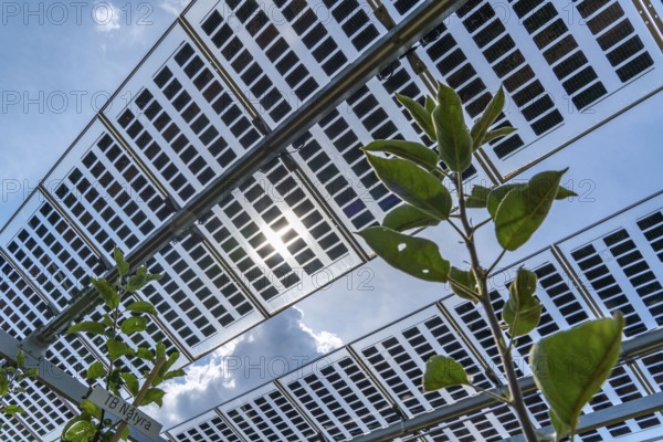 Agri-photovoltaic test plant, an apple orchard with two different systems of PV modules was roofed