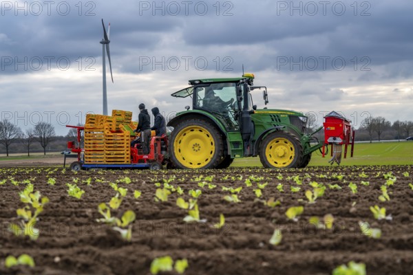 Lettuce plants, in press pots, they are planted in a field with a planting machine, agriculture,