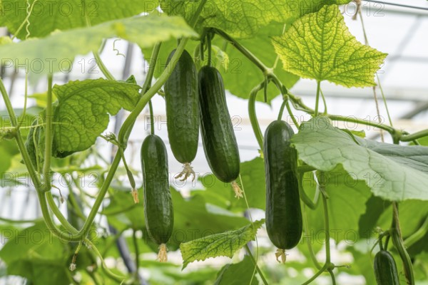 Cultivation of mini cucumbers, snack cucumbers, in a greenhouse, near Straelen, North