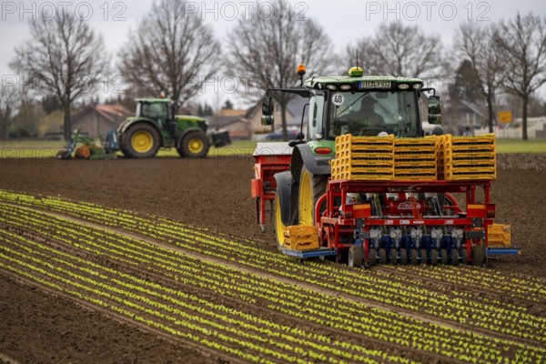 Lettuce plants, in press pots, they are planted in a field with a planting machine, agriculture,