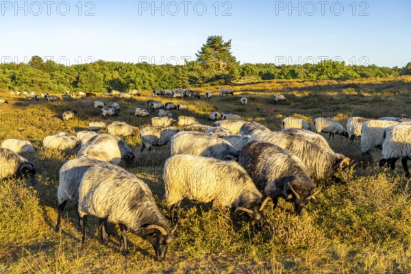 Herd of Heidschnucken, sheep grazing in the Westruper Heide, in the Hohe Mark Westmünsterland