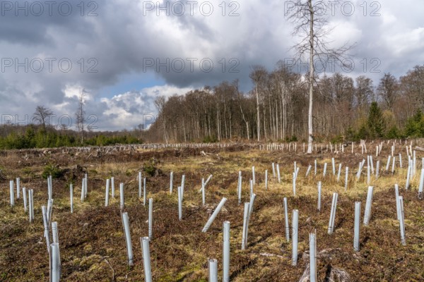 Reforestation in the Arnsberg Forest near Rüthen-Nettelstädt, Soest district, young trees in