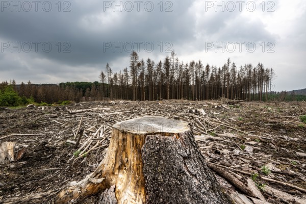 Forest dieback in the Arnsberg Forest nature park Park, over 70 per cent of the spruce trees are