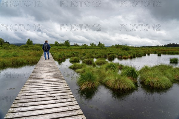 The High Fens, Brackvenn, raised bog, wooden plank hiking trail, in Wallonia, Belgium, on the