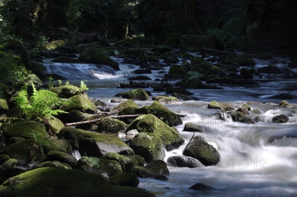 River Wesenitz, Liebethaler Grund, part of the Malerweg, summer, Saxon Switzerland, Saxony,