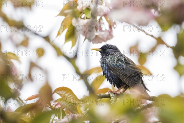 A common starling (Sturnus vulgaris) surrounded by pink flowers and leaves looks to the side,